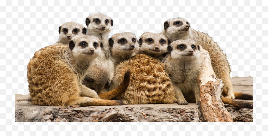 Mogo Wildlife Park - Mogo Zoo Png,Meerkat Png