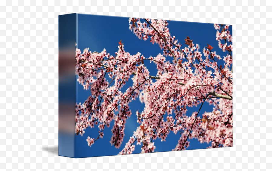 Cherry Blossoms Transparent PNG