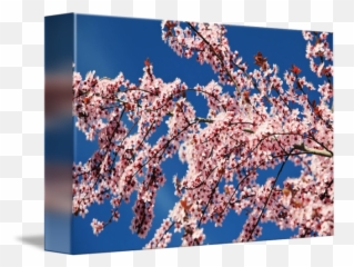 Cherry Blossoms Transparent PNG