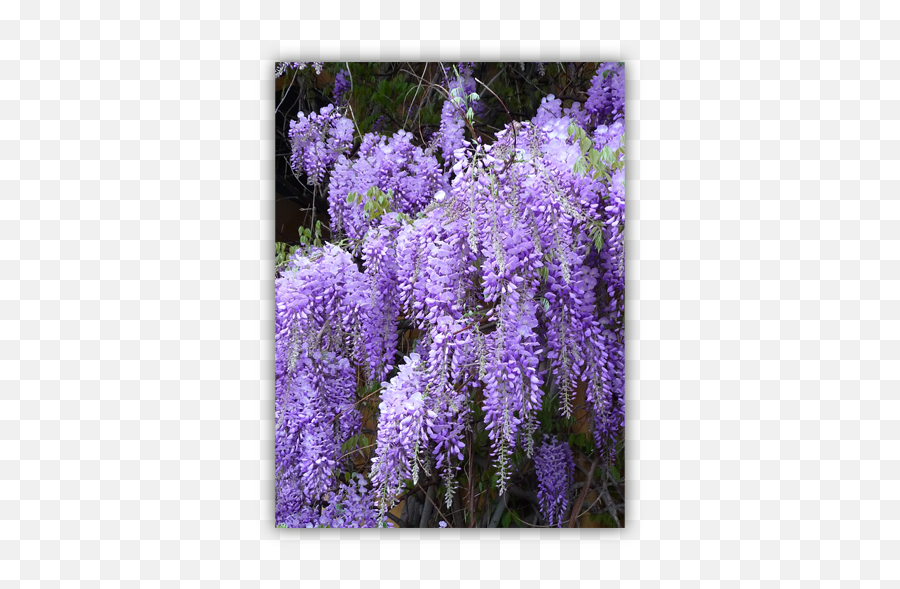 Lessons From A Wisteria Vine - Wisteria Color Png,Wisteria Png