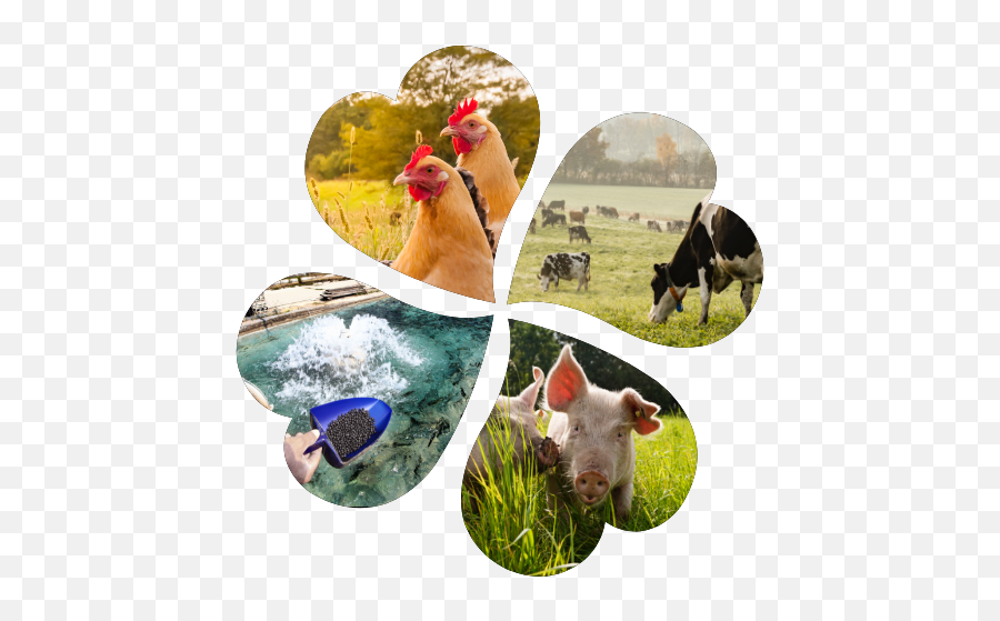 Animal Feeds Ingredients - Betaine In Animal Png,Natural Ingredients Icon