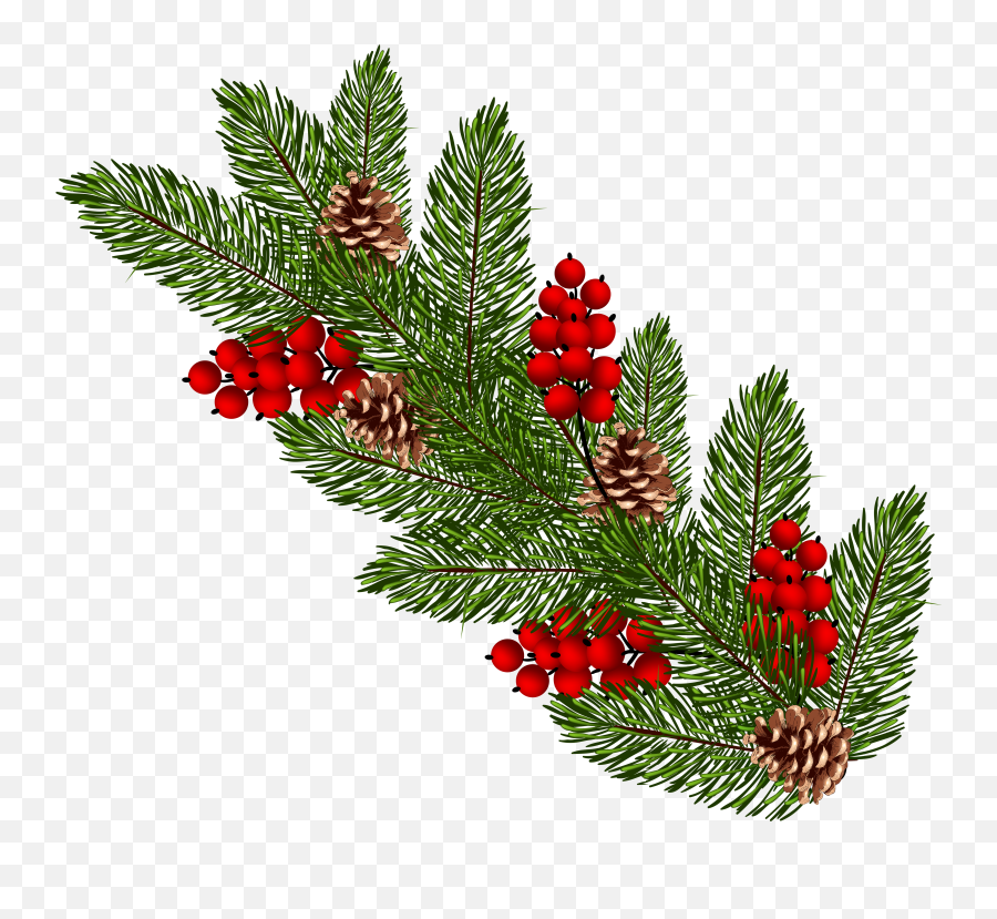 Christmas Tree Branch Png Download - Christmas Fir Branches Png,Pine Branch Png