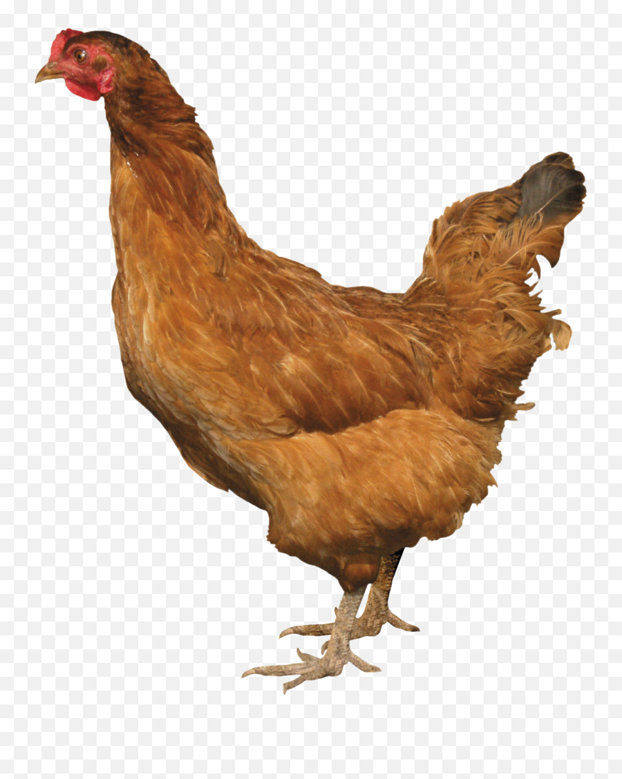 Chicken Png Images - Chickens Png,Chicken Png