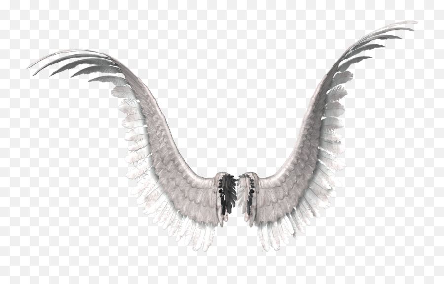 Transparent Wings Png Download - European Swallow,Wings Png Transparent