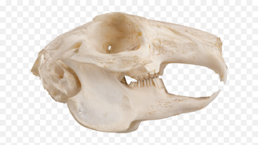 Cabinet Of Curiositiesu0027 Excerpt The Skulls And Teeth - Squirrel Skull Png,Transparent Skulls