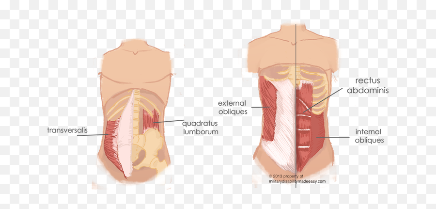 Internal Oblique Quadratus Lumborum Png - Dumbbell Side Bends Benefits,Torso Png