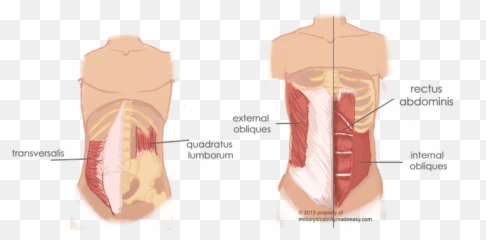 Internal Oblique Quadratus Lumborum Png - Dumbbell Side Bends Benefits,Torso Png