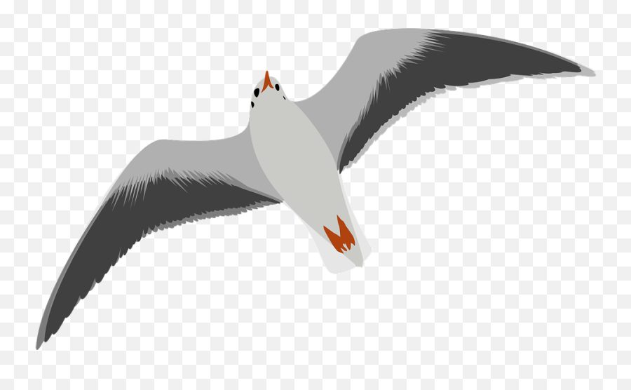 Download - Gullbirdpngtransparentimagestransparent Sea Bird Clip Art Png,Images Transparent Backgrounds