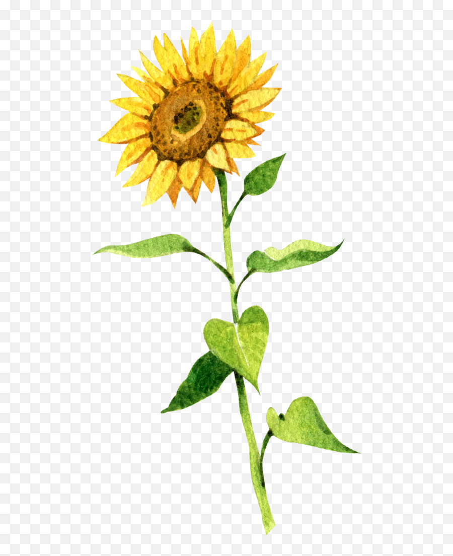Sunflower Seeds U2013 88 Acres - Sun Flower Png,Sunflowers Transparent