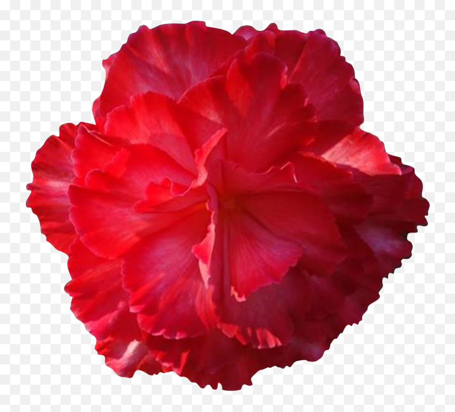 Free Cliparts Real Flowers Download - Real Flowers Png,Real Flowers Png