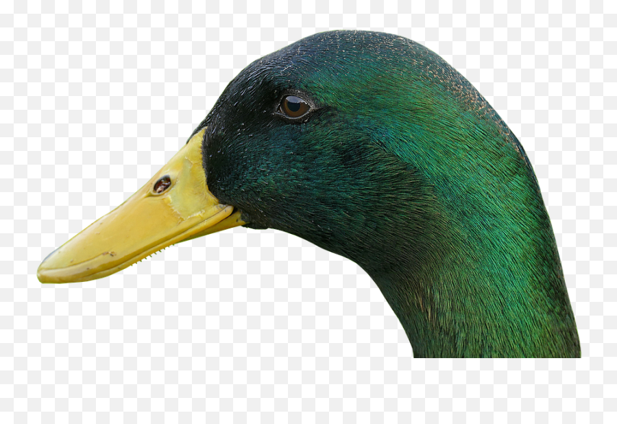 Duck Drake Bill - Free Photo On Pixabay 979304 Png Images Mallard,Drake Png
