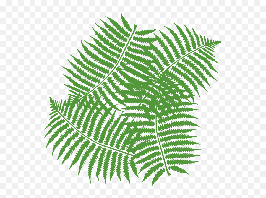 Tropical Fern Transparent Png Clipart - Jungle Leaves Free Clipart Transparent,Fern Png