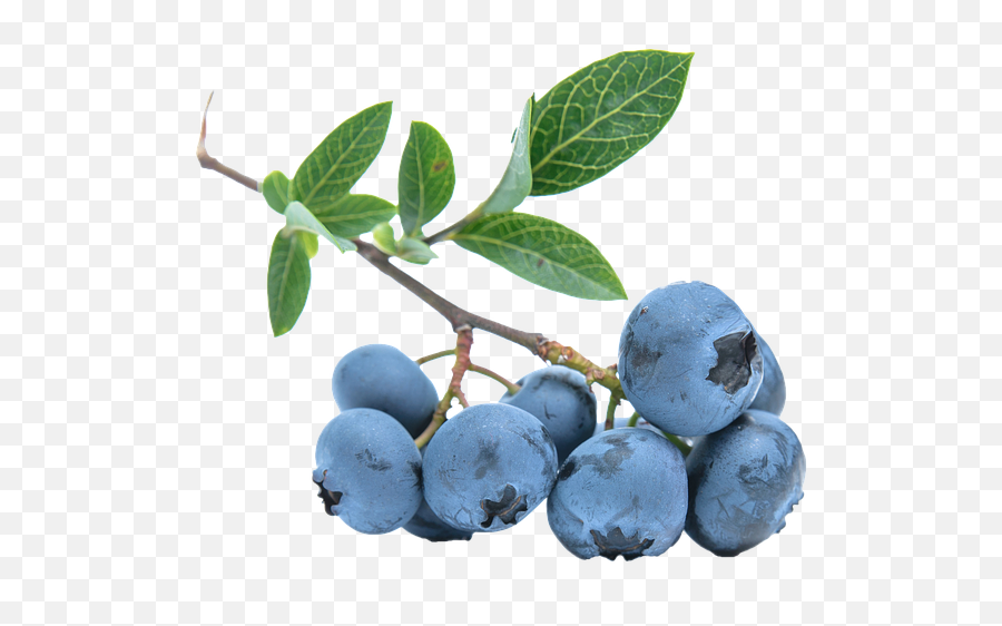 Blueberry No Background Png - Blue Berry Branch,Blueberries Png