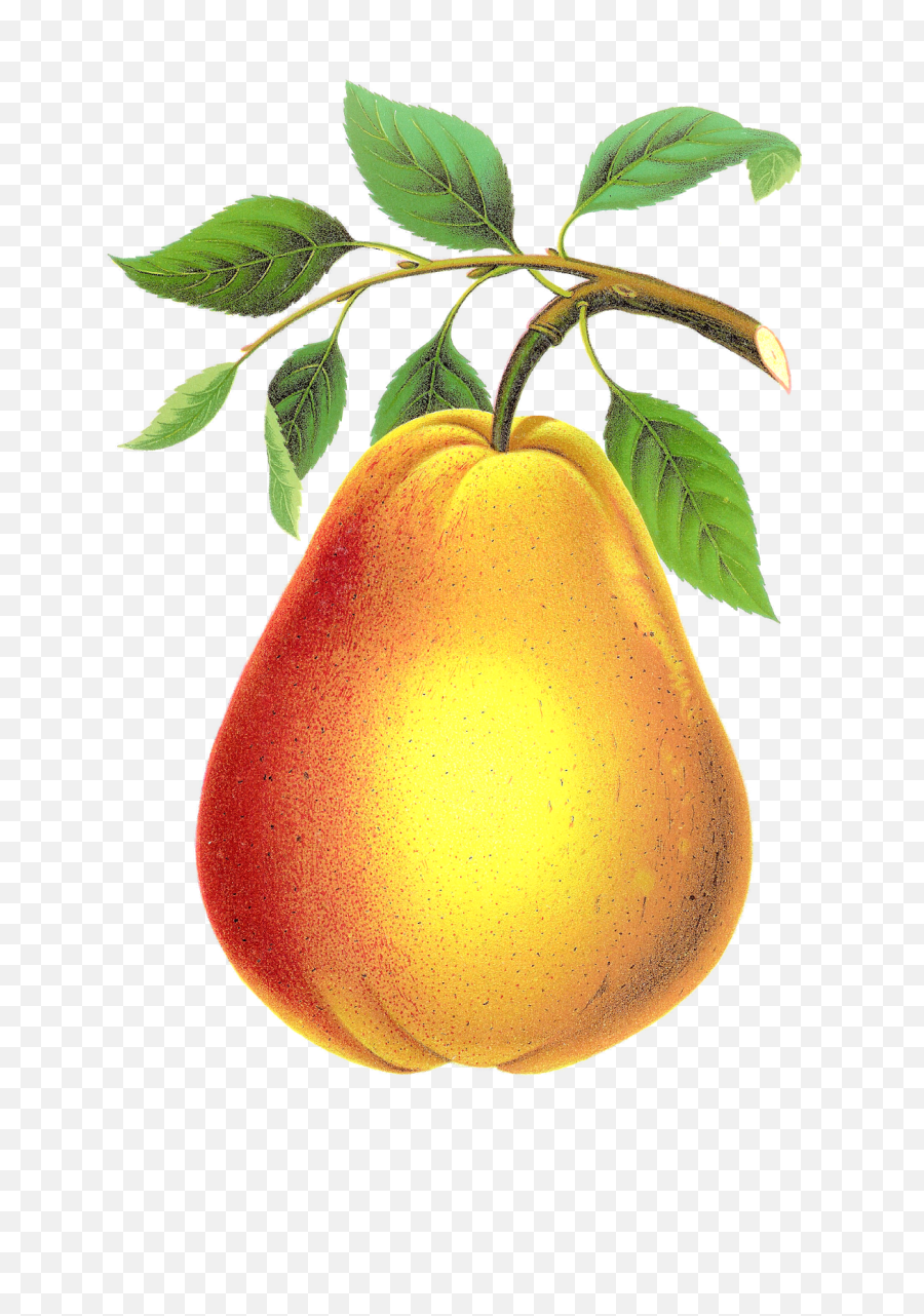 Vintage Pear Clipart Image Download Png - Pear Transparent Asian Pear,Pear Png