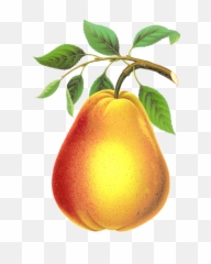 Vintage Pear Clipart Image Download Png - Pear Transparent Asian Pear,Pear Png