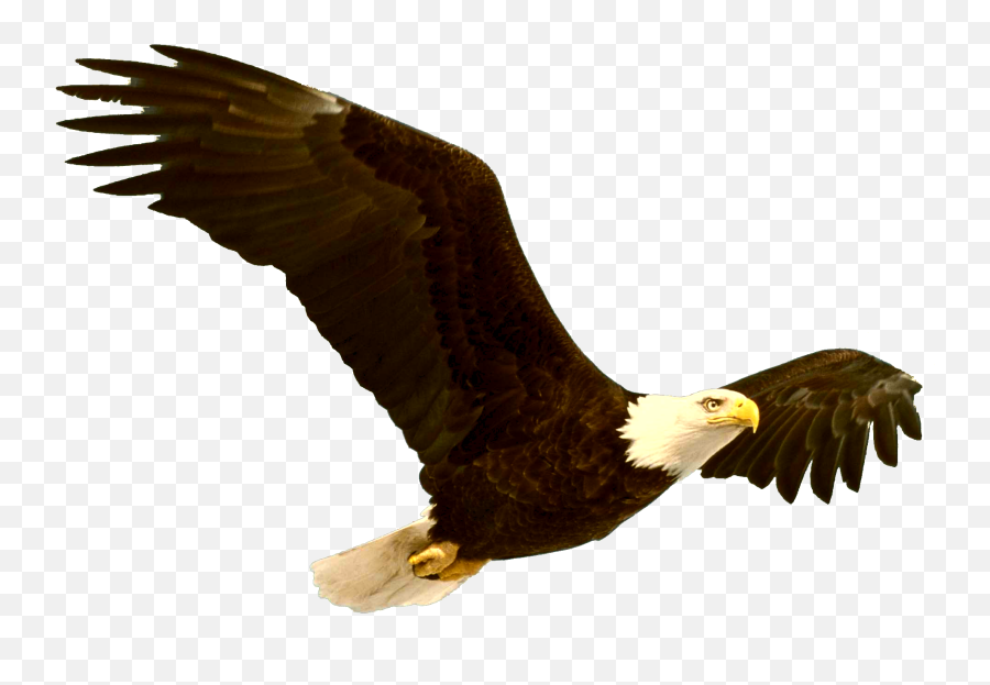 Bald Eagle Png File - Eagle Low Poly,Soaring Eagle Png