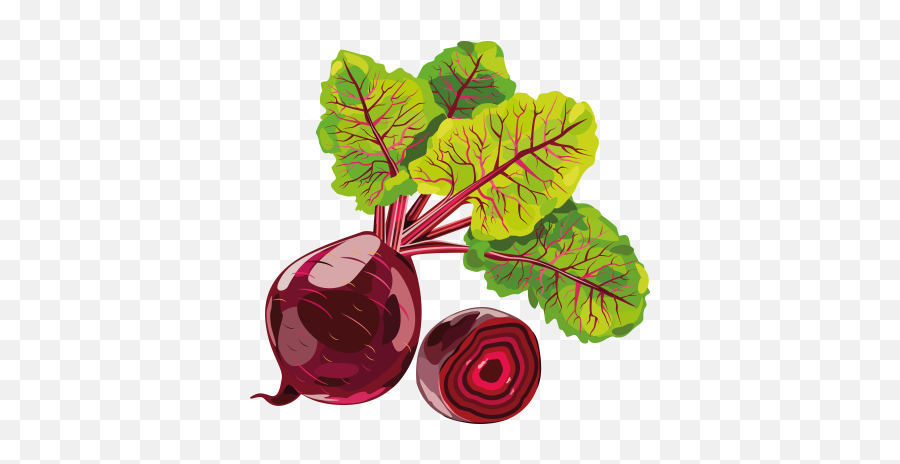 Beet Png And Vectors For Free Download - Beetroot Png,Beet Png