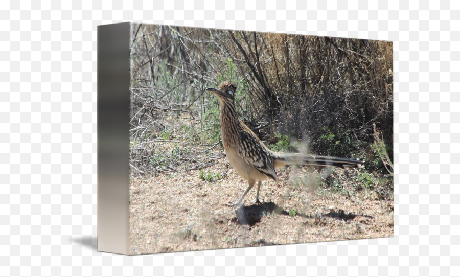 Running Road Runner Img6719 By Jacque Alameddine Png