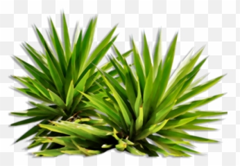 Bushes Png Images Free Download Bush - Plant Png