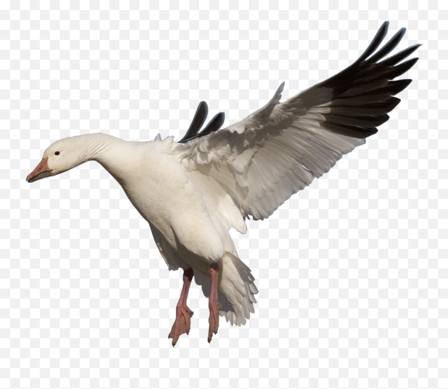 Goose Png Clipart - Snow Goose Png,Goose Png