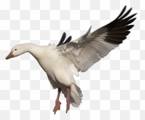 Goose Png Clipart - Snow Goose Png,Goose Png