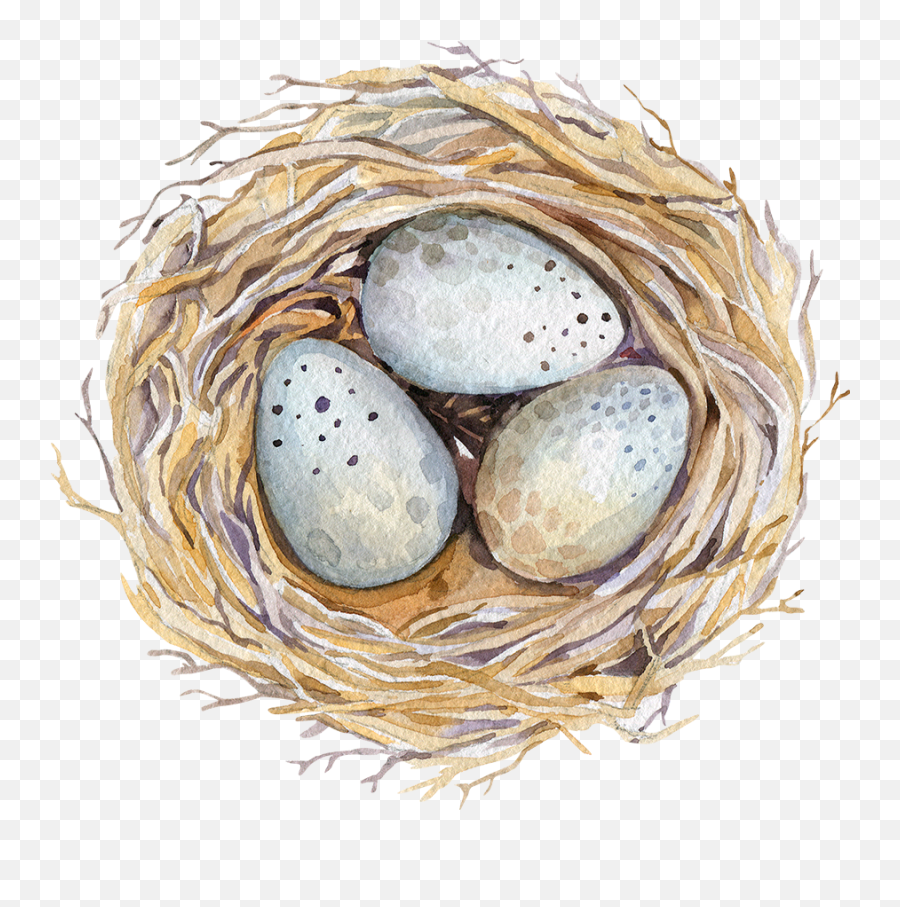 Nest Png - Nest With Eggs Drawing,Bird Nest Png