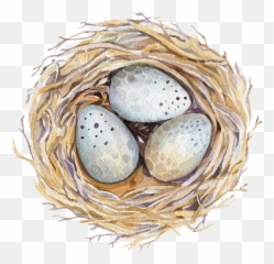 Nest Png - Nest With Eggs Drawing,Bird Nest Png
