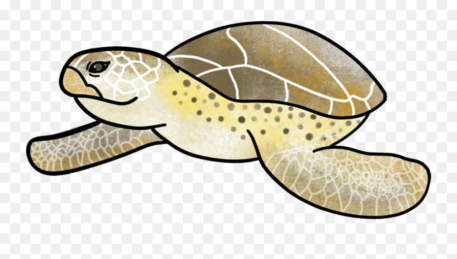 Illustrations Constant Designer - Ridley Sea Turtle Png,Turtle Png