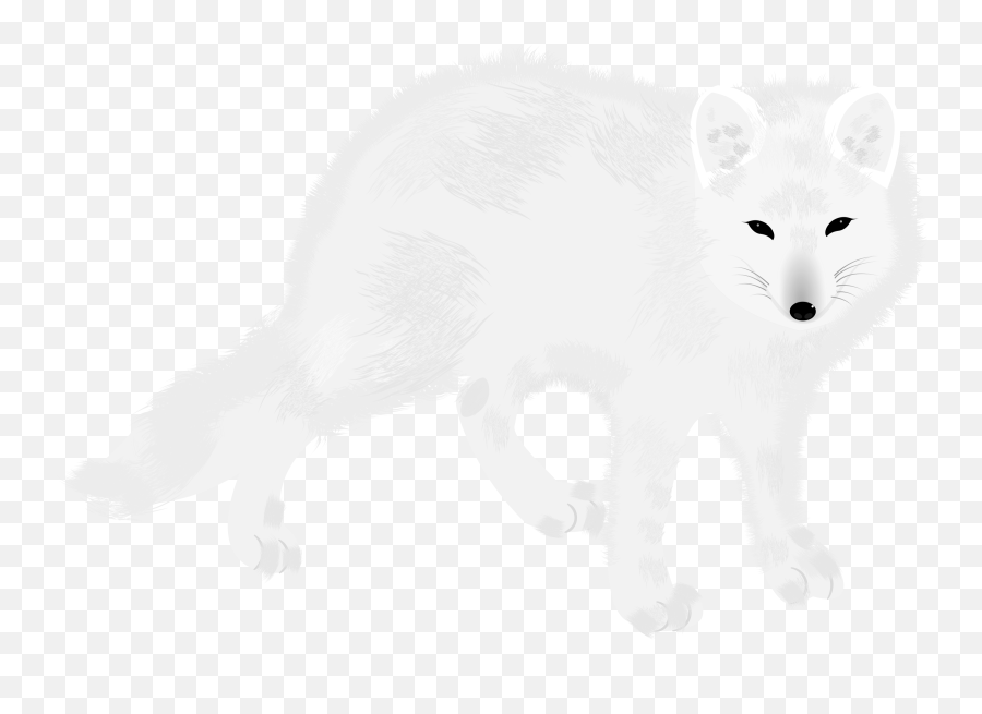 Arctic Fox Carnivore Fur Png Clipart - Arctic Fox,Arctic Fox Png