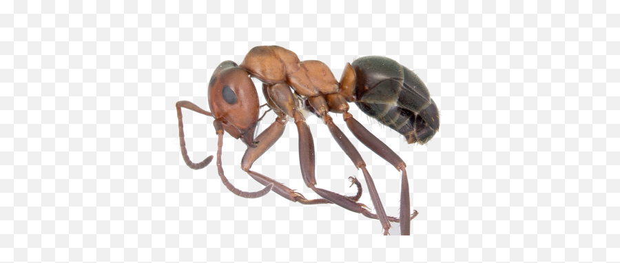 Ants - Ant Underside Png,Ant Transparent Background
