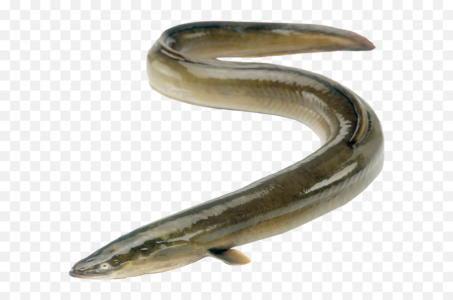Transparent Eel Full Grown Jpg Free - Freshwater Eel South Africa Png,Eel Png