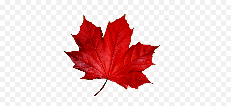 Canadian Maple Leaf Png Download - Red Leaf Clipart,Canadian Leaf Png