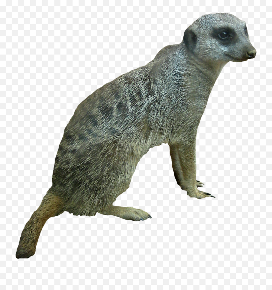 Meerkats Wallpapers V57 Png Full Definition - Punxsutawney Phil,Meerkat Png