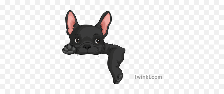 French Bulldog Dog Animal Cute Decoration General Secondary - Vulnerable Native Breeds Png,French Bulldog Png