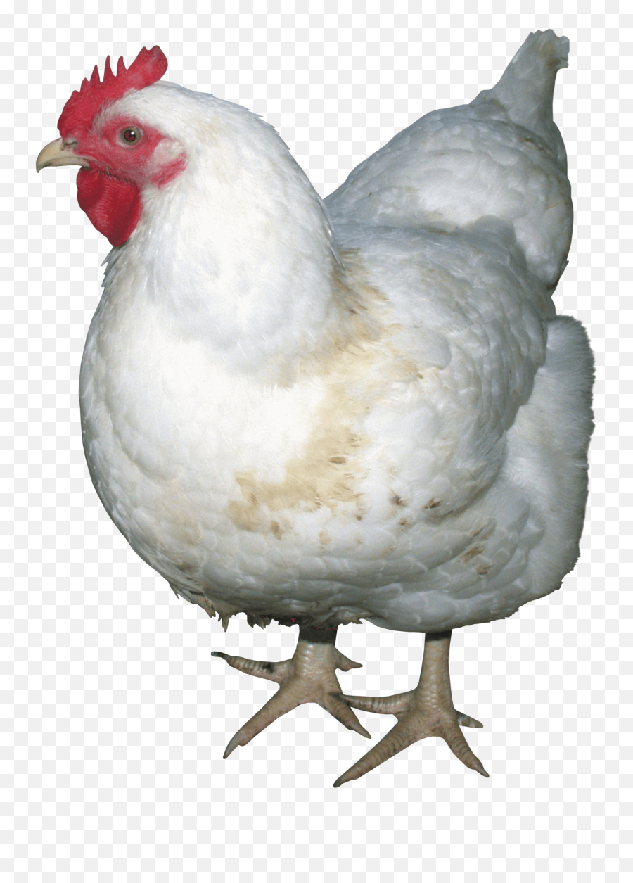 White Chicken Png Image - Png Chicken,Chicken Png