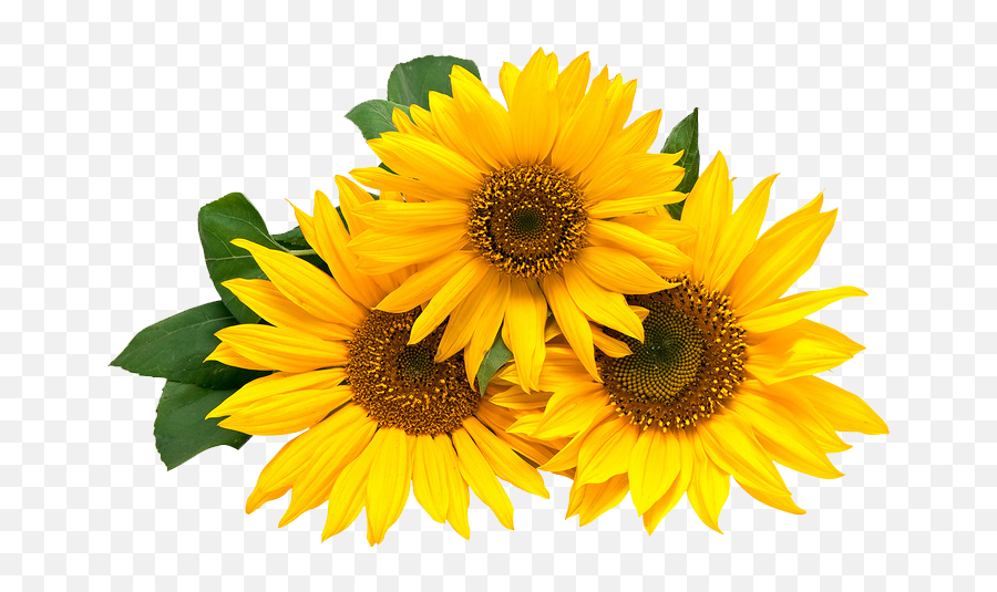 Girasoles Png - Girasoles Animados Png Happy 30th Birthday Sunflower Thank  You,Sunflowers Transparent - free transparent png images 