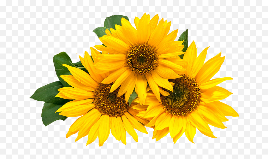 Girasoles Png - Girasoles Animados Png Happy 30th Birthday Sunflower Thank You,Sunflowers Transparent