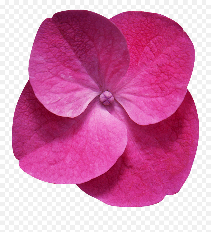 Hojas Y Flores Png Fondos De Pantalla Mucho Más - Flores Que Representan La Feminidad,Hojas Png