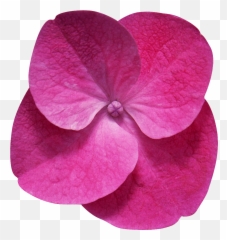 Hojas Y Flores Png Fondos De Pantalla Mucho Más - Flores Que Representan La Feminidad,Hojas Png