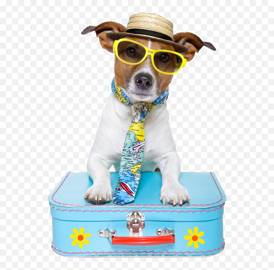 Download Sitting Pet Travel Dog Puppy Ha 1277522 - Png Dog Vacation,Puppy Clipart Png