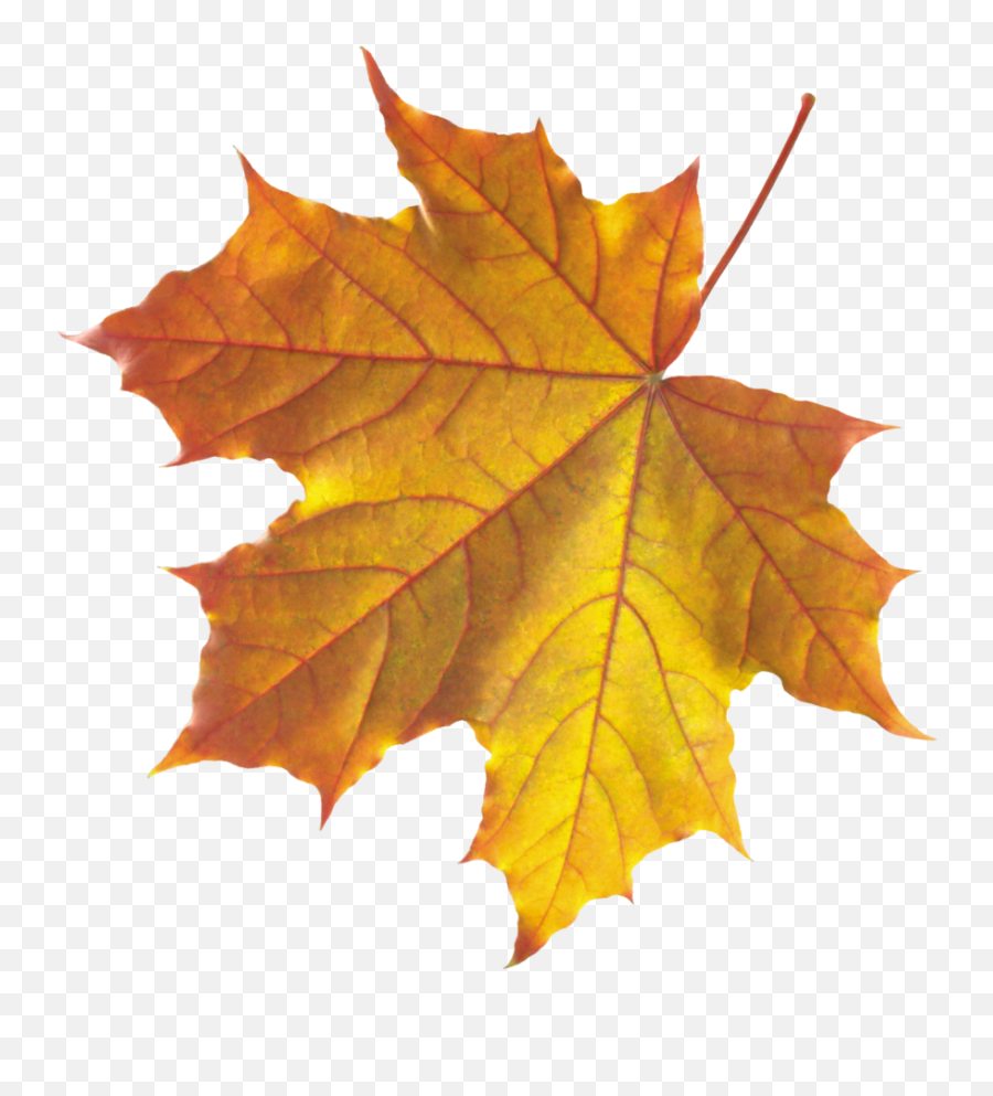 Yellow Autumn Leaves Png Image - Purepng Free Transparent Real Autumn Leaf Png,Maple Leaf Png