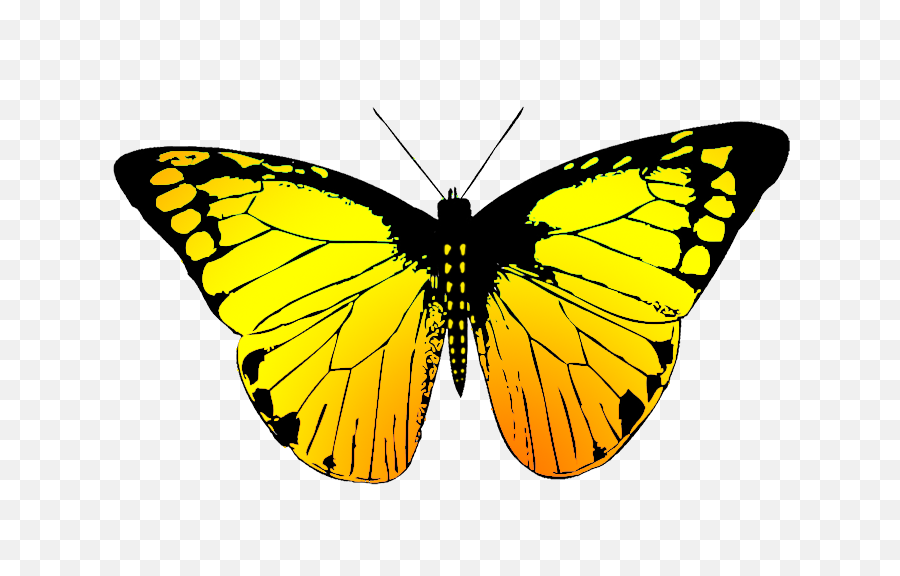 Butterfly Wing Black - Real Different Color Butterflies Png,Butterfly Wing Png