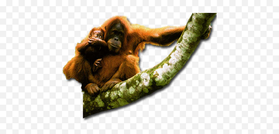 Transparent Png Image - Orangutans Png,Orangutan Png