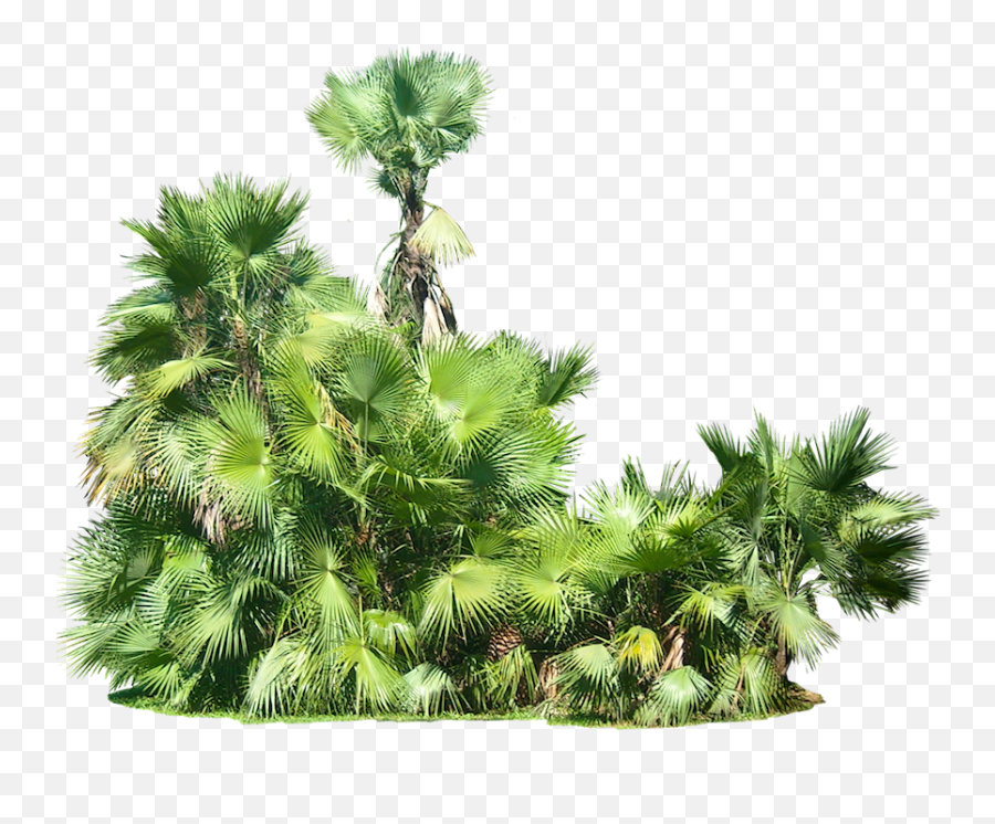 Tropical Bushes Transparent U0026 Png Clipart Free Download - Ywd Tropical Plants Png,Plant Transparent Background