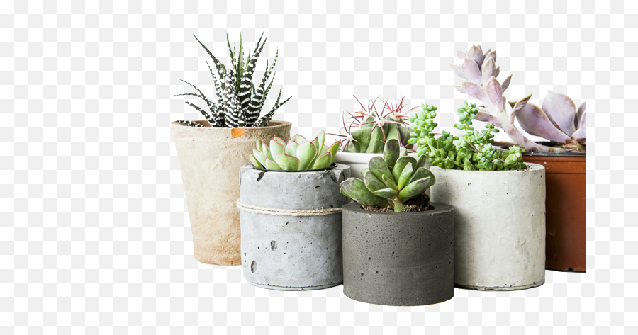 Download Hd Weu0027re Benken - Low Maintenance Succulent Indoor Indoor Low Maintenance Plants Png,Succulent Transparent Background