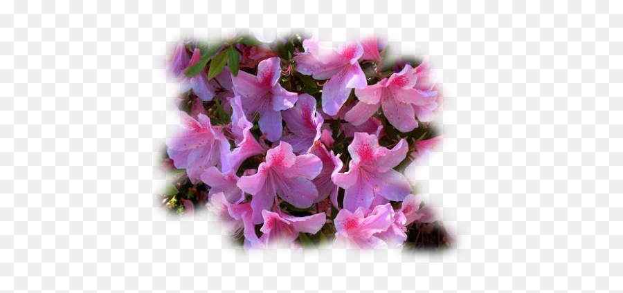 Villa Oleandro - Sweet Pea Png,Azalea Png