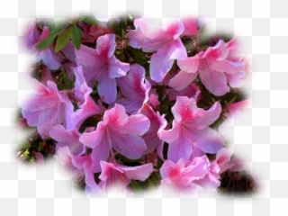 Villa Oleandro - Sweet Pea Png,Azalea Png