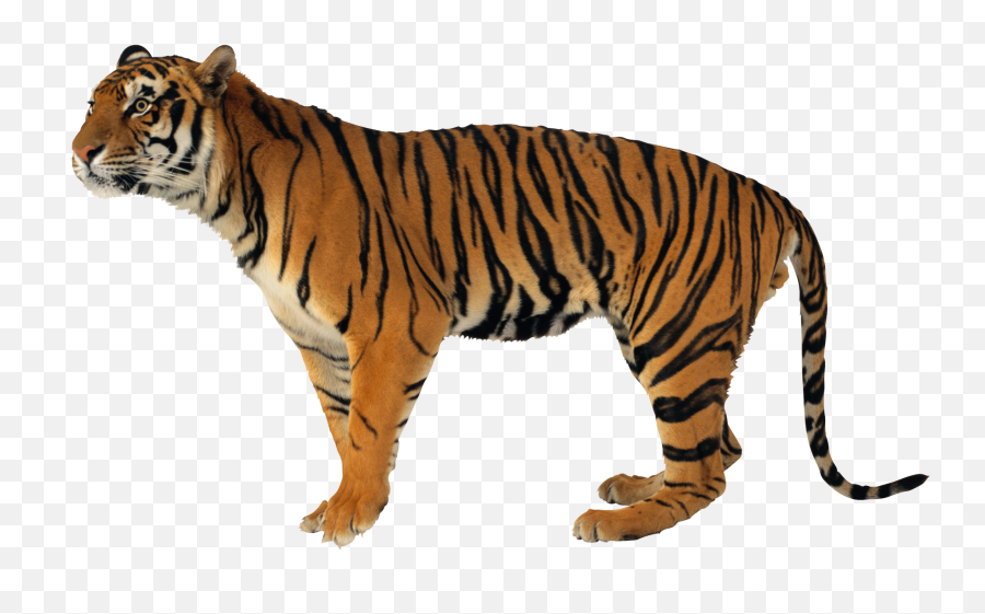 Tiger Png Transparent Background