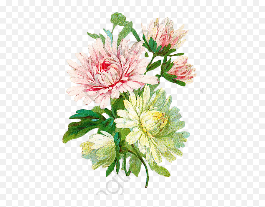 Vintage Floral Botanical Clipart - Flowers Botanical Png,Chrysanthemum Png