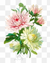 Vintage Floral Botanical Clipart - Flowers Botanical Png,Chrysanthemum Png